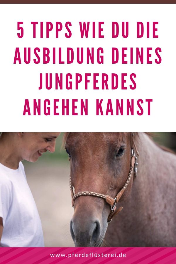 Junger Reiter - junges Pferd? Wie das gut gehen kann 8