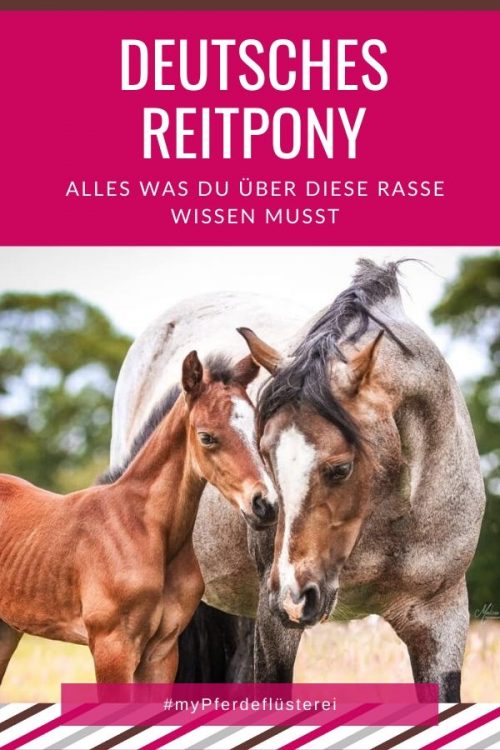 Deutsches Reitpony 3