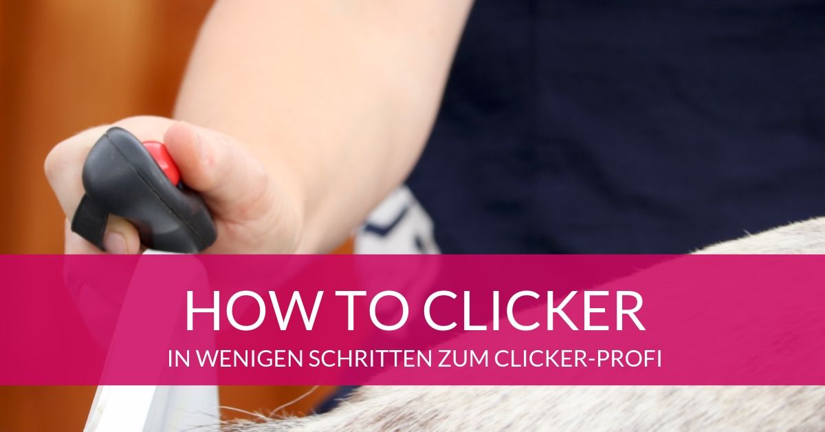 How to Clicker! Wie du erfolgreich Clickern kannst 1