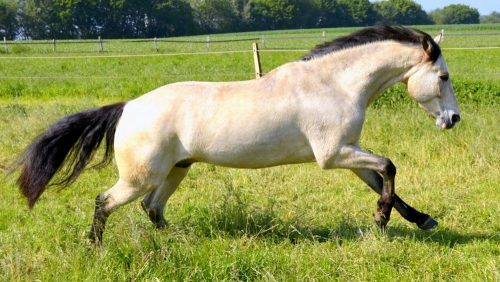 Connemara Pony 3