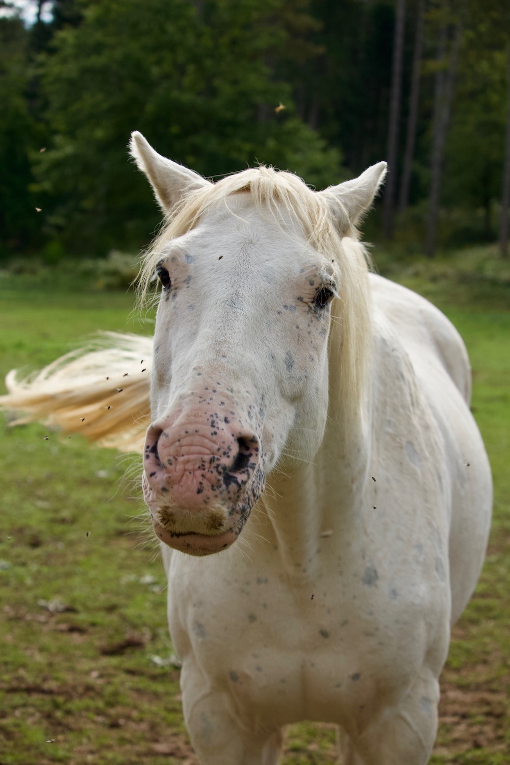 Appaloosa » Pferdeflüsterei dein pferdefreundlicher Shop & Blog