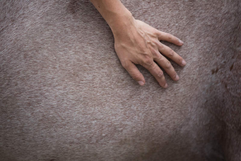 Pferdeflüsterei.de - Weil dein Pferd dich dafür lieben wird. 8