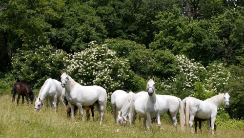 Lipizzaner 1