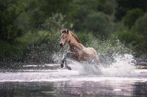 Connemara Pony 2