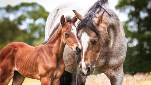 Deutsches Reitpony 2