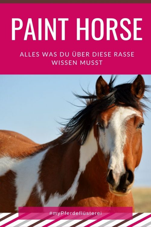 Paint Horse 2