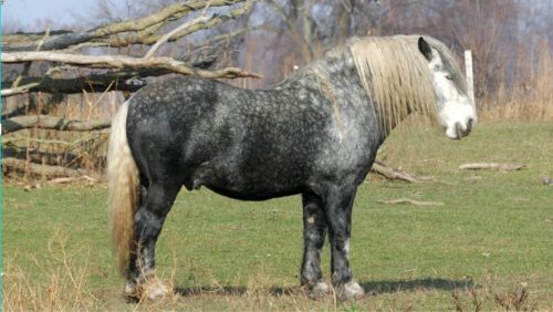 Percheron 2