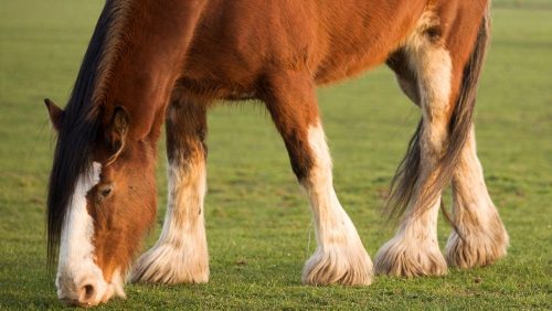 Clydesdale 2