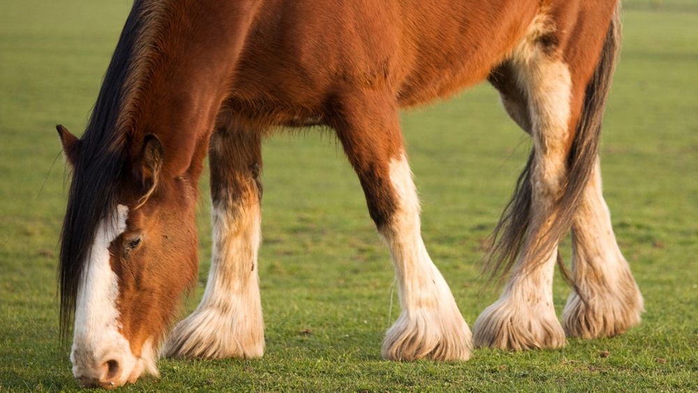 Clydesdale 1