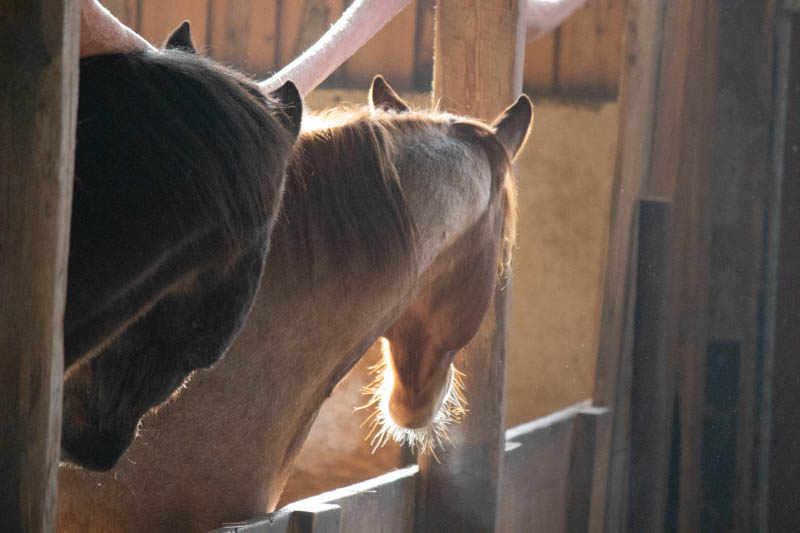 Richtig füttern dank einer Futterberatung fürs Pferd? 5