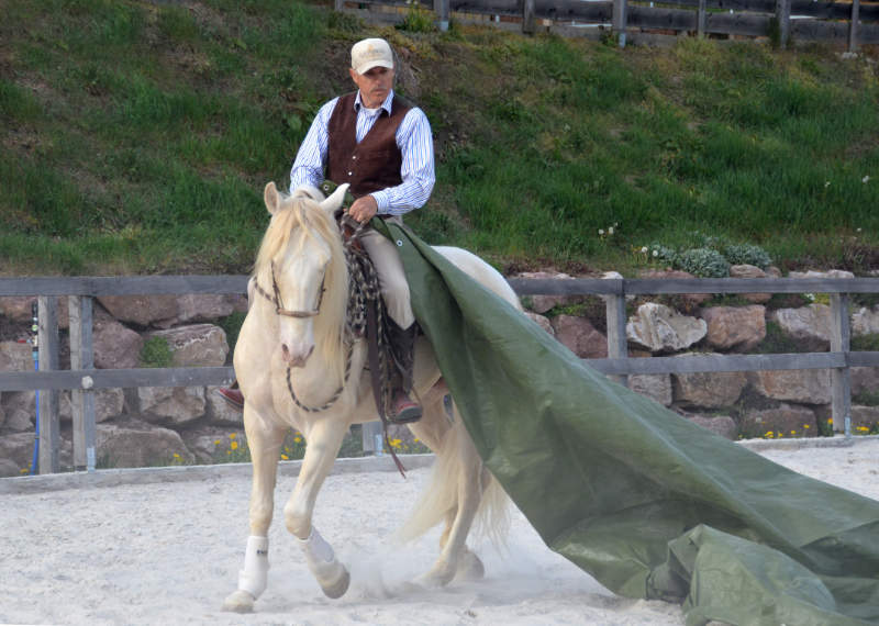 Wie du mehr Harmonie mit dem Pferd erreichen kannst 3