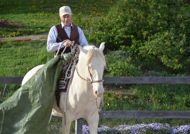 Harmonie mit dem Pferd: Wie der „sanfte Touch“ dir dabei helfen kann 7