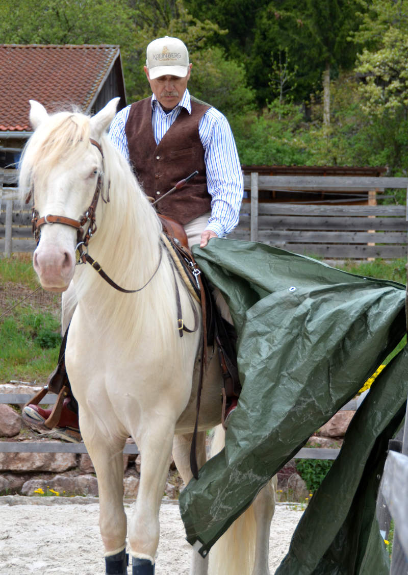 Harmonie mit dem Pferd: Wie der „sanfte Touch“ dir dabei helfen kann 4