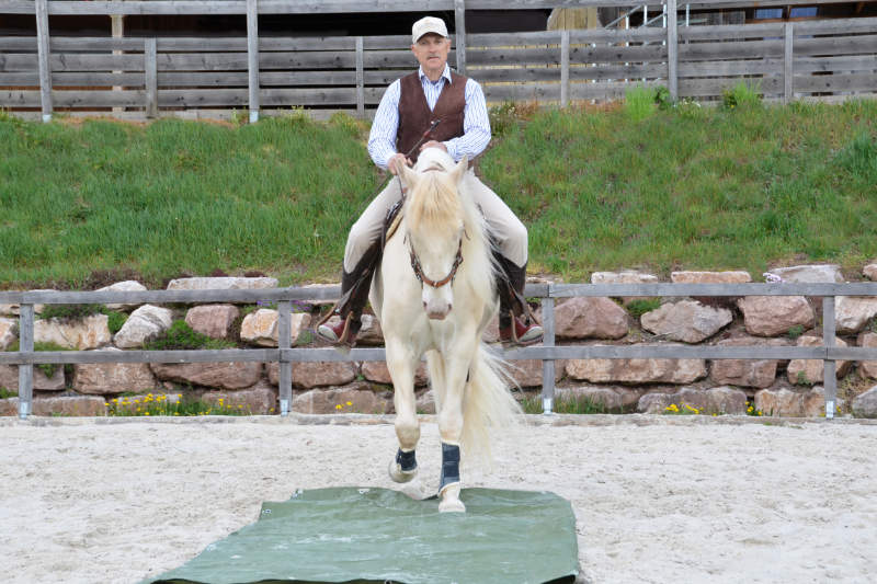 Harmonie mit dem Pferd: Wie der „sanfte Touch“ dir dabei helfen kann 6