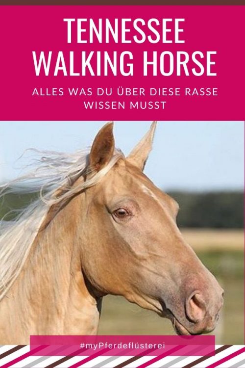 Tennessee Walking Horse 4