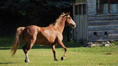 Tennessee Walking Horse 2