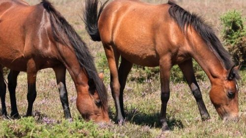 New Forest Pony 2