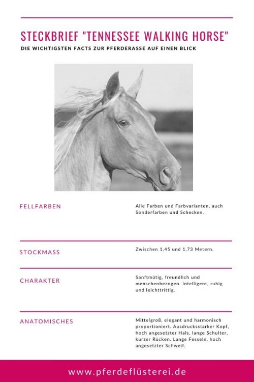 Tennessee Walking Horse 2