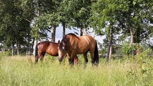 Tennessee Walking Horse 8