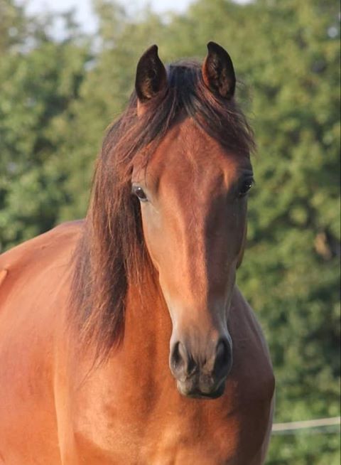 Tennessee Walking Horse 3