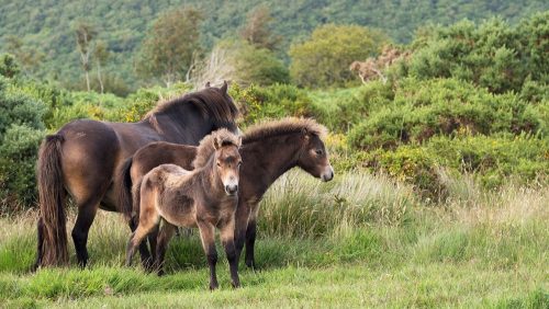 Exmoor Pony 2