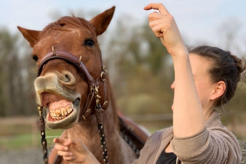 Wie du wirklich erfolgreich mit deinem Pferd trainieren kannst 3 Wie du wirklich erfolgreich mit deinem Pferd trainieren kannst 3