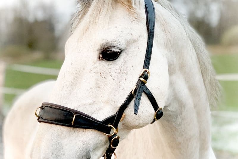 Wie du wirklich erfolgreich mit deinem Pferd trainieren kannst 4 Wie du wirklich erfolgreich mit deinem Pferd trainieren kannst 4
