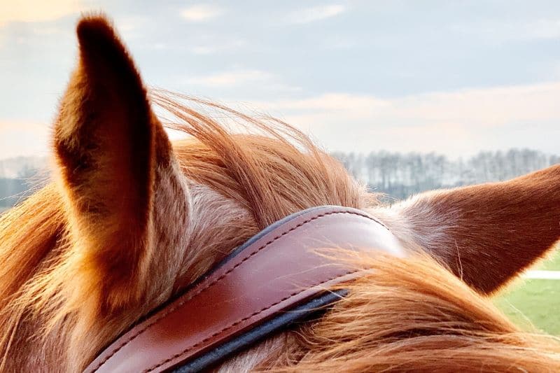 Wie du wirklich erfolgreich mit deinem Pferd trainieren kannst 12 Wie du wirklich erfolgreich mit deinem Pferd trainieren kannst 11