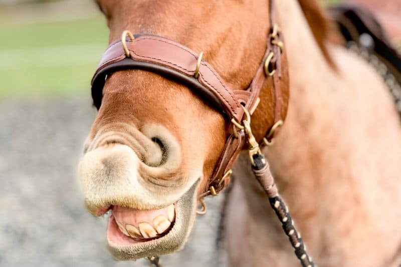 Wie du wirklich erfolgreich mit deinem Pferd trainieren kannst 5 Wie du wirklich erfolgreich mit deinem Pferd trainieren kannst 5