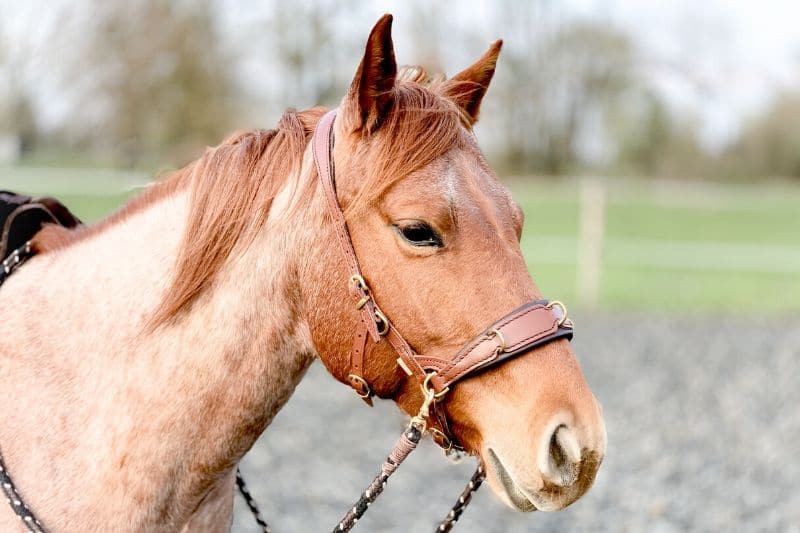 Wie du wirklich erfolgreich mit deinem Pferd trainieren kannst 11 Wie du wirklich erfolgreich mit deinem Pferd trainieren kannst 10