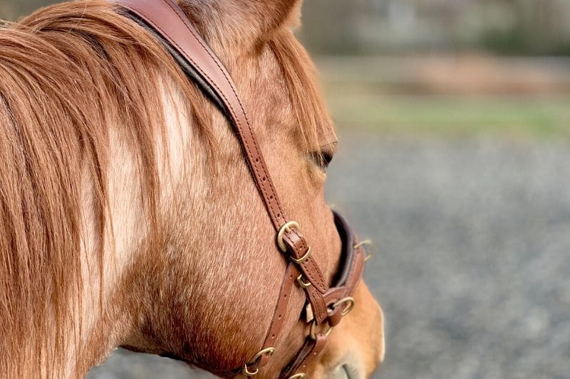 Wie du wirklich erfolgreich mit deinem Pferd trainieren kannst 8 Wie du wirklich erfolgreich mit deinem Pferd trainieren kannst 8