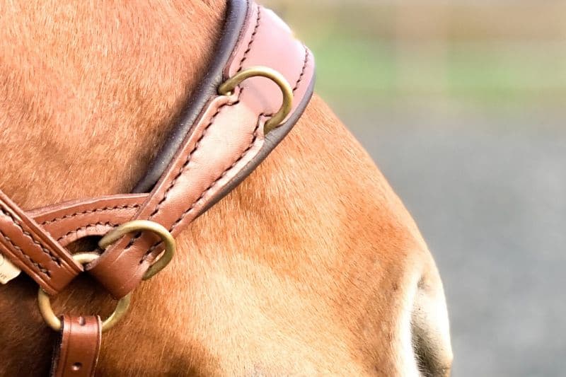Wie du wirklich erfolgreich mit deinem Pferd trainieren kannst 7 Wie du wirklich erfolgreich mit deinem Pferd trainieren kannst 7