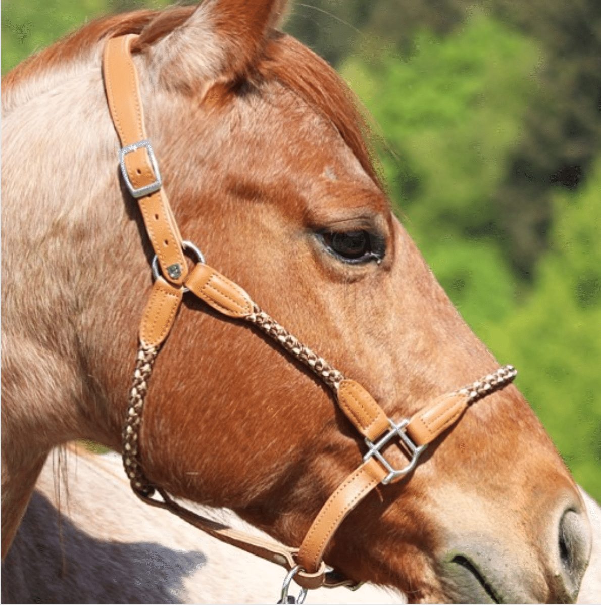 Führtraining mit dem Pferd! So gelingt dein Einstieg 6 Führtraining mit dem Pferd! So gelingt dein Einstieg 5