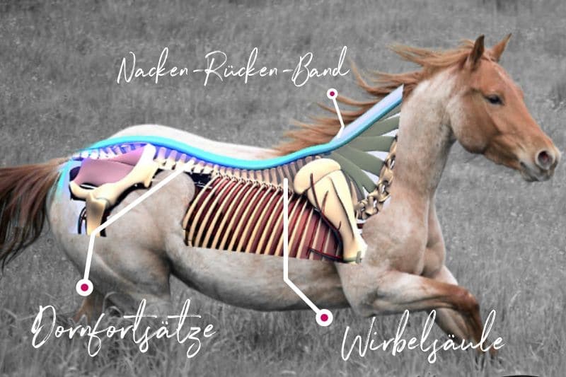 Anatomie vom Pferd! Alle Basics von Kopf bis Huf 7 Anatomie vom Pferd! Alle Basics von Kopf bis Huf 5
