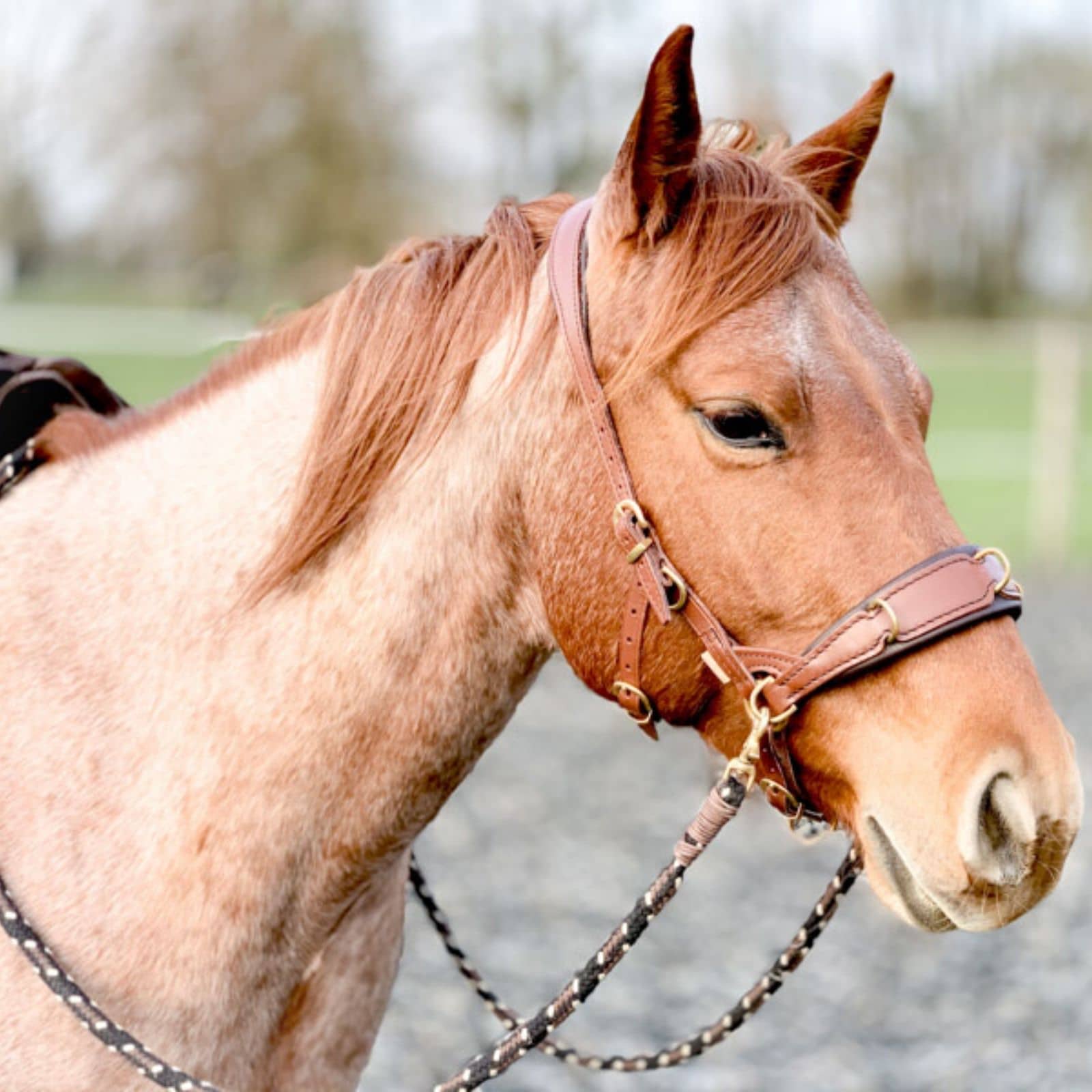 Pferdeflüsterei.de - Weil dein Pferd dich dafür lieben wird. 16 Fein! Reiten