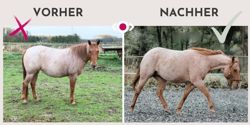Dein Pferd muss abnehmen? 8 Wochen Trainingsplan gegen das Übergewicht 9 Pferd abnehmen Trainingsplan