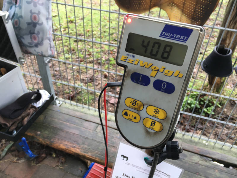Dickes Pferd! Was du wirklich tun kannst damit dein Pferd abnimmt 10 Dickes Pferd! Was du wirklich tun kannst damit dein Pferd abnimmt 6