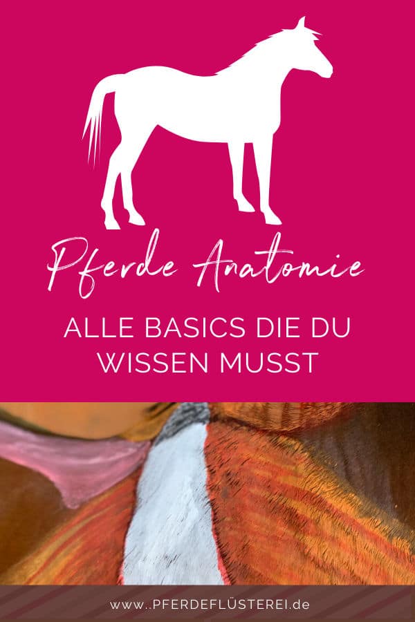 Anatomie vom Pferd! Alle Basics von Kopf bis Huf 3 Anatomie vom Pferd! Alle Basics von Kopf bis Huf 2
