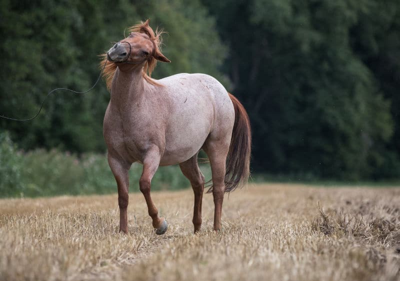 Gestresste Carey auf dem Feld