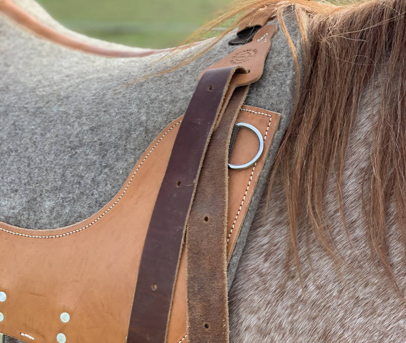 Horsenality: Wie du die Persönlichkeit deines Pferdes besser einschätzen kannst 3 Horsenality: Wie du die Persönlichkeit deines Pferdes besser einschätzen kannst 3