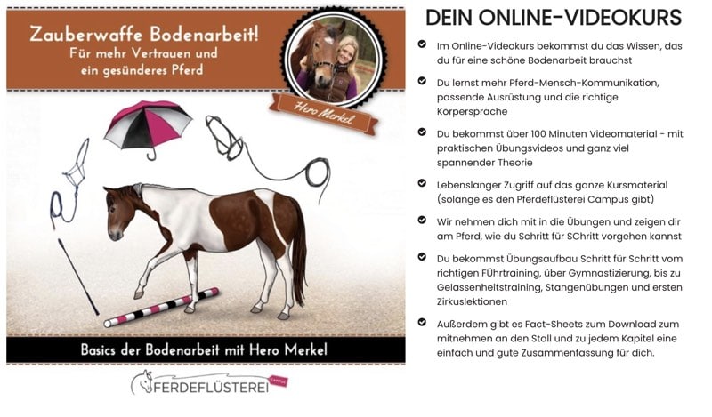 Beziehung zum Pferd aufbauen: 5 Tipps zur Beziehungspflege 4 Beziehung zum Pferd aufbauen: 5 Tipps zur Beziehungspflege 3