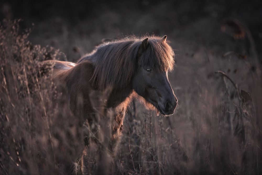 Pferd Aus Dänemark Importieren