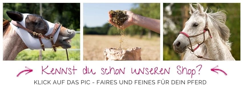 Von "F" wie Freiheitsdressur bis "f" wie feines Reiten – Kenzie Dysli im Interview 1