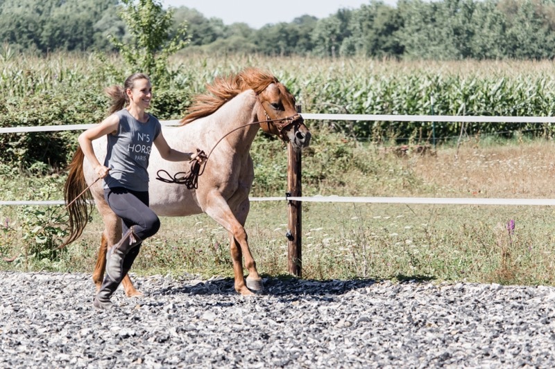 Mindset-Switch: Wie du dein Pferdetraining im Alltag optimieren kannst 1