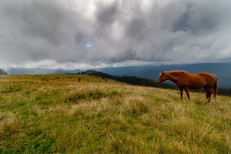 Pferd im Regen