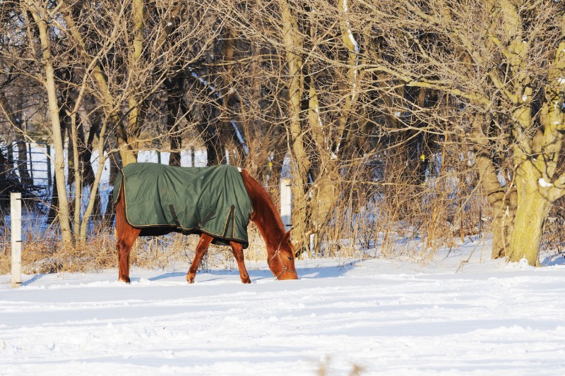 Pferd mit Decke im Schnee