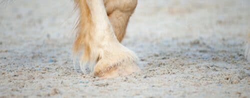 Alle Pferderassen von a bis z 7 Slider Pferde Hufe