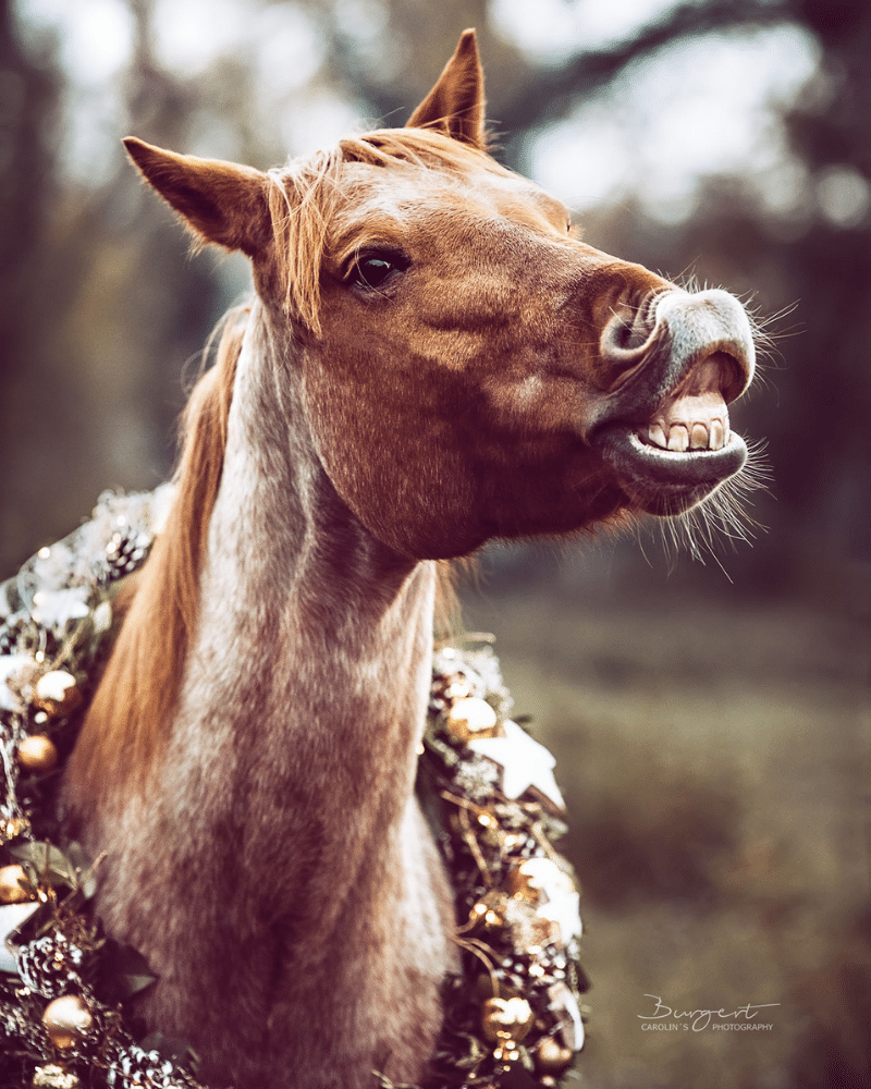 Pferd Weihnachtskranz Shooting