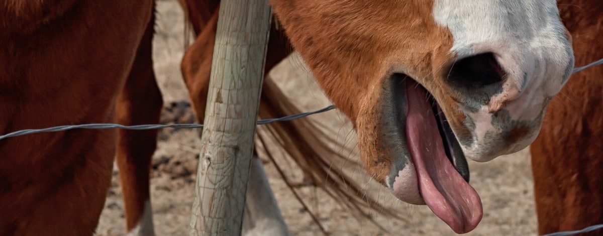 Pferd Hustet Im Galopp