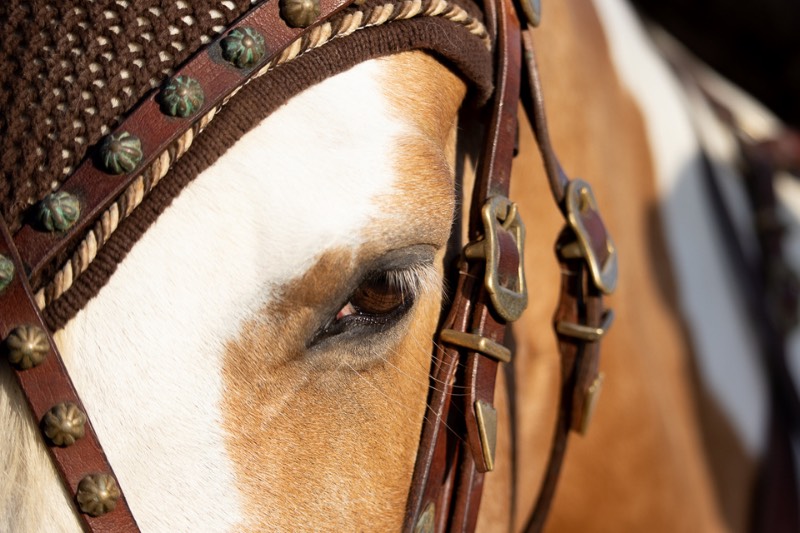 Working Equitation! Für mehr Bindung und Vertrauen 4